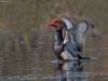 -red-crested-pochard