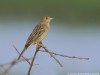 -red-headed-bunting