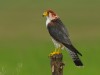 -red-headed-falcon