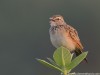 -red-winged-bush-lark-indian-bush-lark-