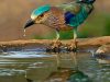 -indian-roller