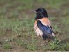 -rosy-starling