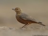 -rufous-tailed-finch-lark