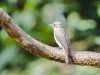 -rusty-tailed-flycatcher