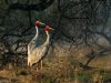 -sarus-crane