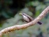 -indian-scimitar-babbler