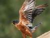 -shaheen-falcon