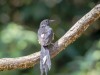 -white-rumped-shama