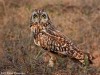 -short-eared-owl