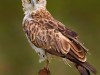 -short-toed-snake-eagle