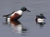-northern-shoveler
