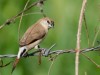 -indian-silverbill