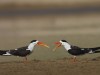-indian-skimmer