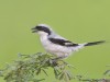 -southern-grey-shrike