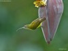 -little-spiderhunter