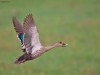 -indian-spot-billed-duck