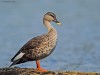 -indian-spot-billed-duck