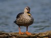 -indian-spot-billed-duck