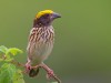 -streaked-weaver