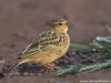 -sykes-crested-lark