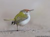 -common-tailorbird
