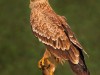 -tawny-eagle