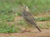 -tawny-pipit