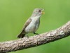 -thick-billed-flowerpecker