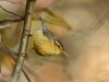-tickells-warbler
