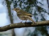 -oriental-tree-pipit