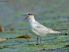 -whiskered-tern