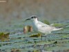 -whiskered-tern