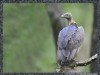 -indian-white-backed-vulture
