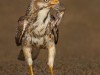 -white-eyed-buzzard