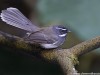 -white-throated-fantail-flycatcher