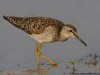 -wood-sandpiper