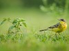 -yellow-wagtail